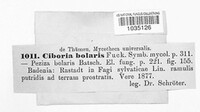 Rutstroemia bolaris image